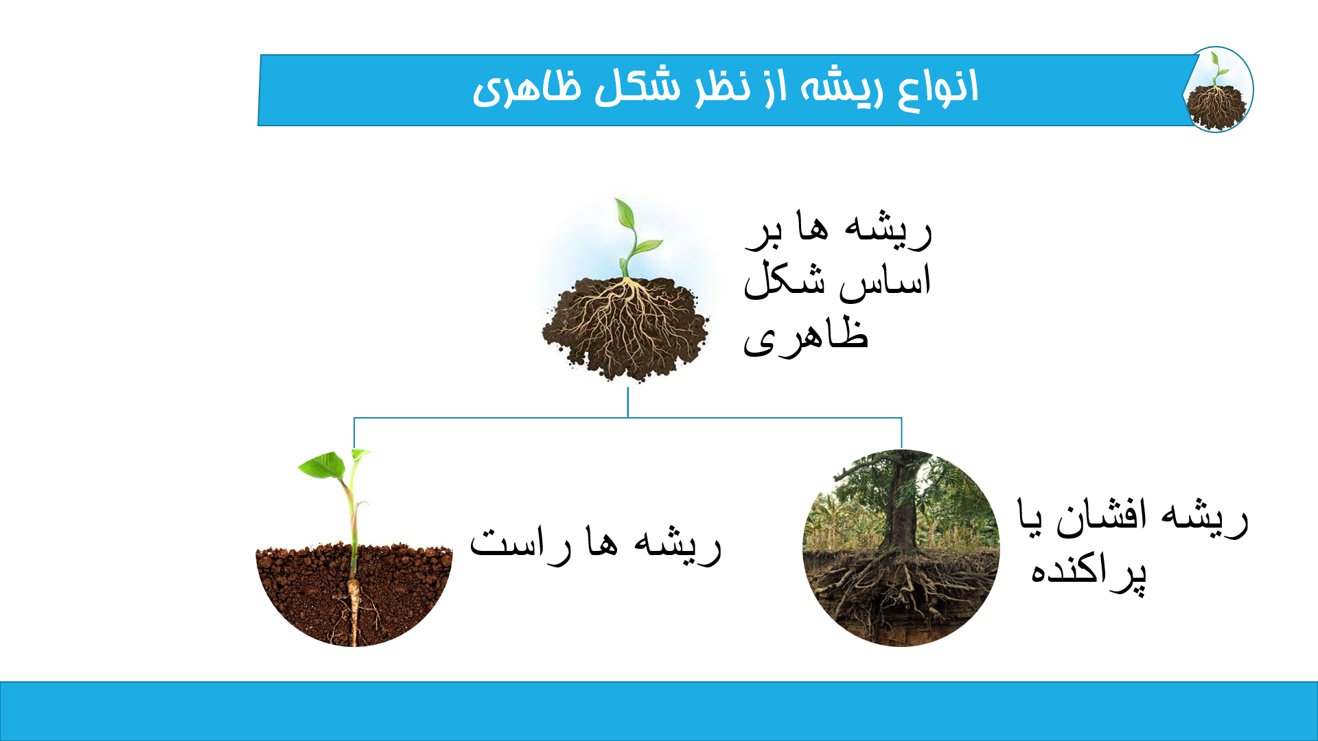 پاورپوینت در مورد ریشه گیاهان